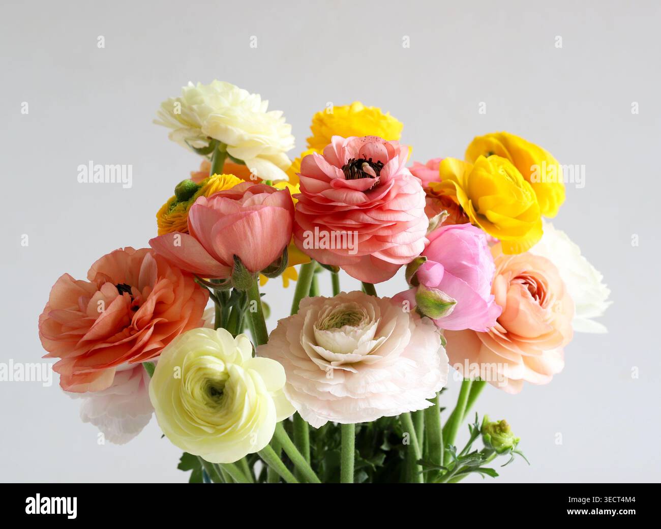 Bouquet colorato di fiori Ranunculus su sfondo grigio. Elegante composizione floreale primaverile con delicate tazze persiane. Copia spazio. Foto Stock