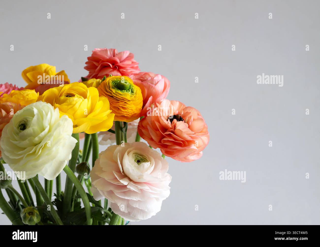 Bouquet colorato di fiori Ranunculus su sfondo grigio. Elegante composizione floreale primaverile con delicate tazze persiane. Copia spazio. Foto Stock