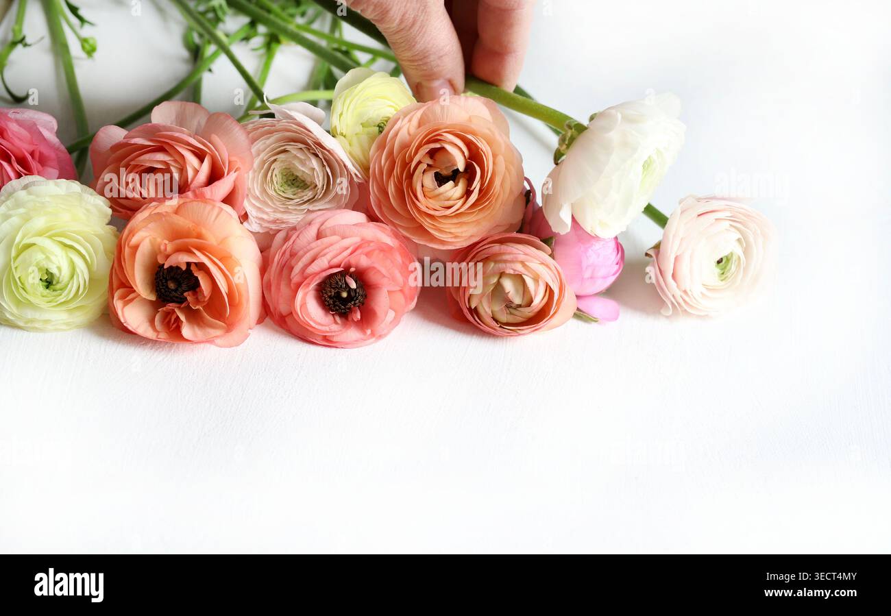 Fiori pastello Ranunculus isolati su sfondo bianco, vista ad angolo alto. Romantica composizione floreale primaverile con delicate tazze persiane. Foto Stock