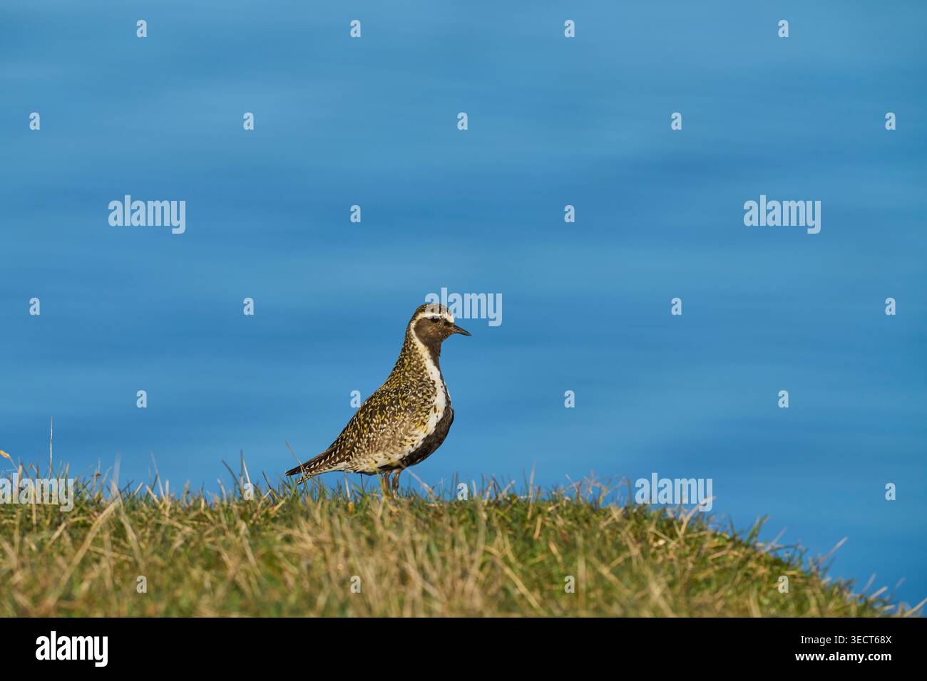 Maschio Golden Plover (Pluvialis apricaria). Isola di Grimsey, Islanda. Giugno Foto Stock