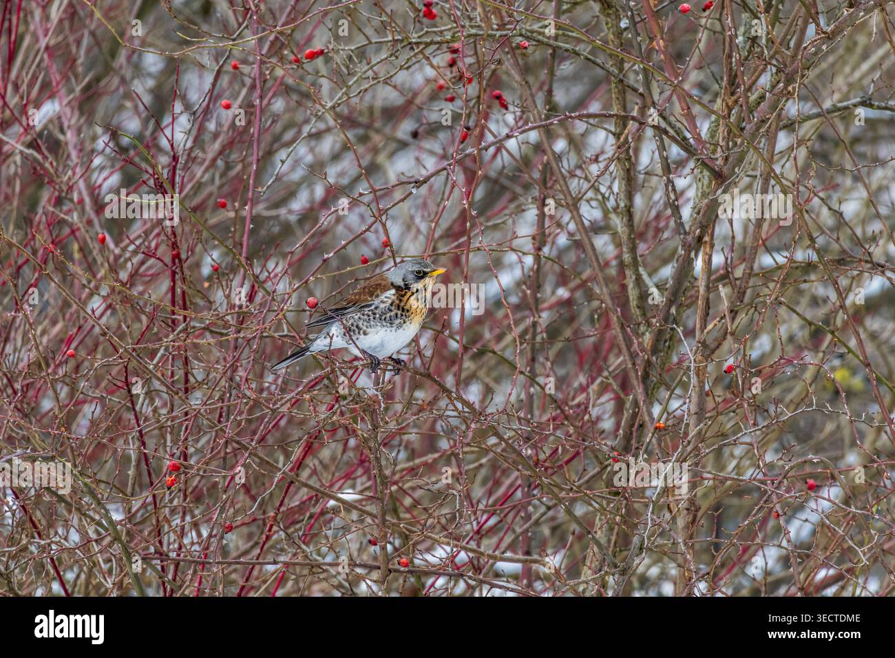 Il Fieldfare si estende tra i rami spinosi di bacche rosse in una giornata innevata. Il torace macchiato e la testa grigia si distinguono mentre l'uccello scansiona il riccio per vincere Foto Stock