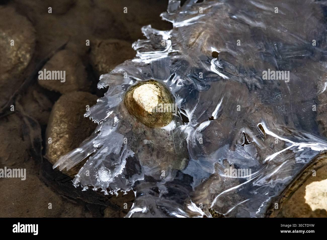 Vista ravvicinata di una roccia del fiume racchiusa in una sottile lastra di ghiaccio con delicati bordi cristallini che riposano in acque poco profonde mentre il freddo invernale congela i motivi Foto Stock