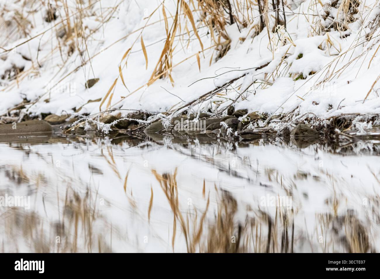 Le erbe innevate si appoggiano sull'acqua ferma, dove i riflessi raddoppiano le loro forme e i piccoli cristalli di gelo brillano. Foto Stock