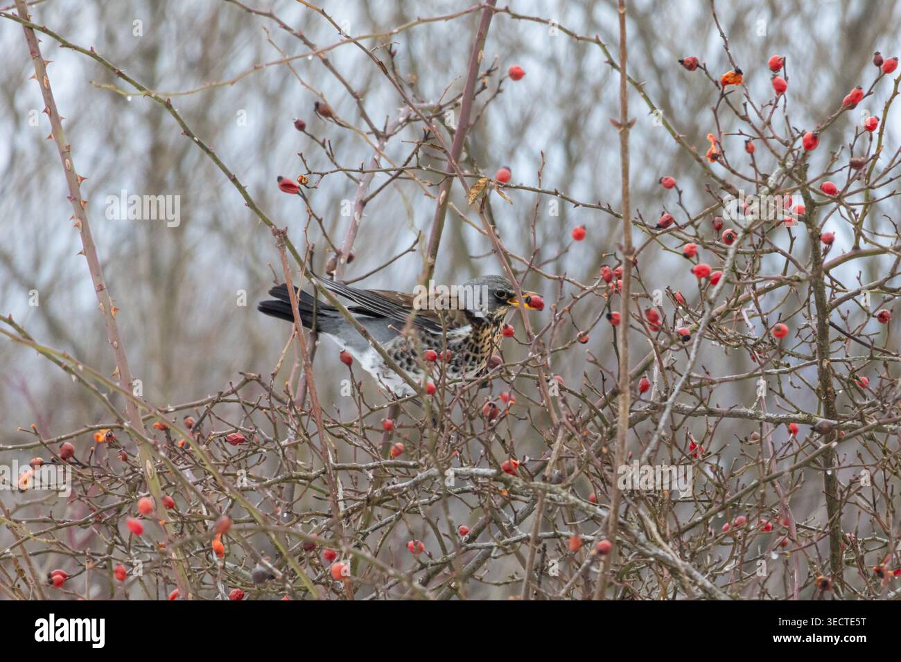 Il torrente Fieldfare arroccato tra i fianchi di rose spinose raccoglie una bacca rossa in una giornata invernale grigia rami morbidi riempiono la cornice mentre l'uccello macchiato Foto Stock