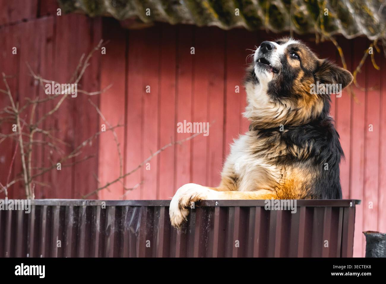 Il cane della fattoria solleva museruola e urla accanto a zampe rosse agganciate alla recinzione, mentre il vento sfrega il cappotto spesso mostrando carattere aspro e faithfu Foto Stock