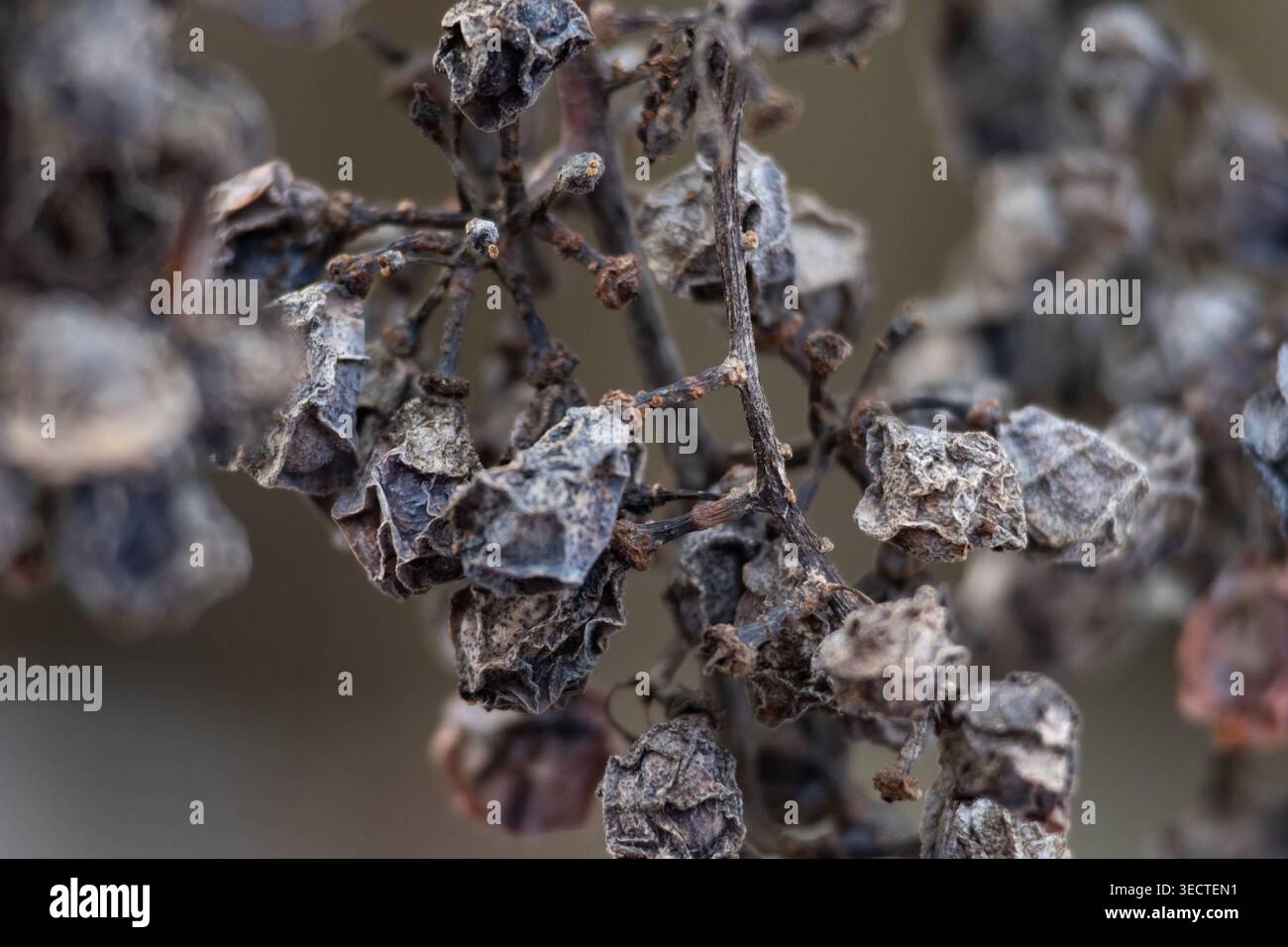 Una prospettiva ravvicinata su un gruppo di bacche fragili. Le trame tratteggiate e le sottili reti di steli intrecciano una struttura delicata, come tonalità silenziose e bokeh emph liscio Foto Stock