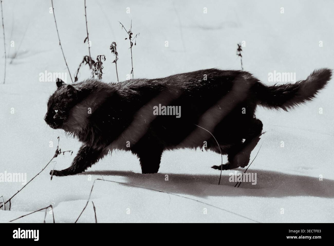 Rappresentazione in bianco e nero di un gatto determinato che si muove attraverso le profonde nevicate, i toni granulosi e i fiocchi congelati sottolineando il movimento della trama e il qui Foto Stock