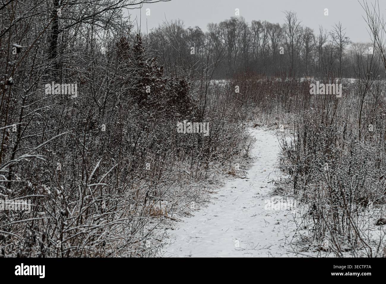 Un sentiero stretto si snoda tra arbusti ghiacciati verso un lontano Treeline. Le orme si ammorbidiscono nella neve fresca, mentre il cielo grigio e l'aria tranquilla invitano a un lento W Foto Stock