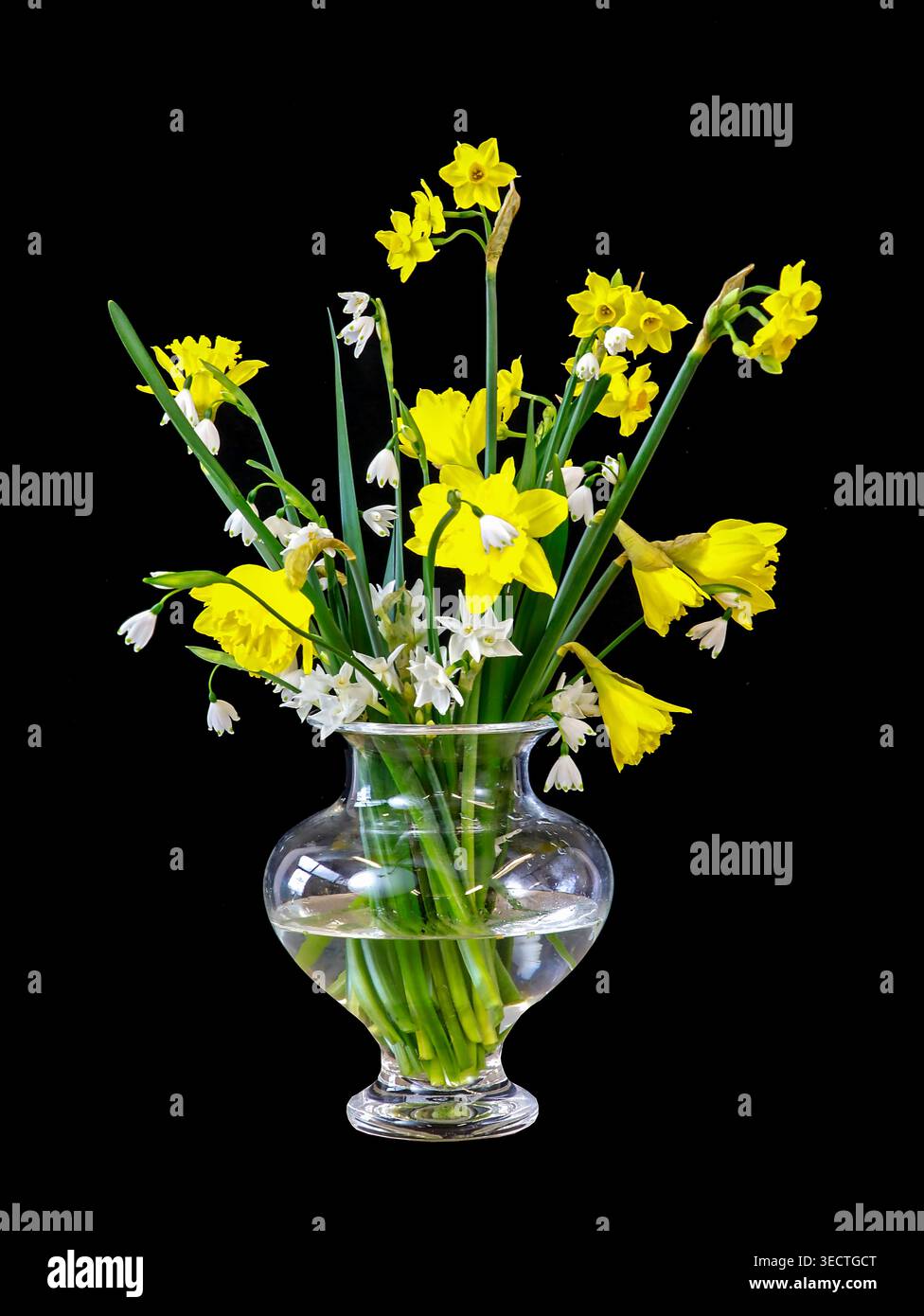 Narcisi gialli brillanti e delicate gocce di neve bianche in fiore disposte in un vaso di vetro trasparente, che si illuminano su uno sfondo nero ad alto contrasto. Foto Stock