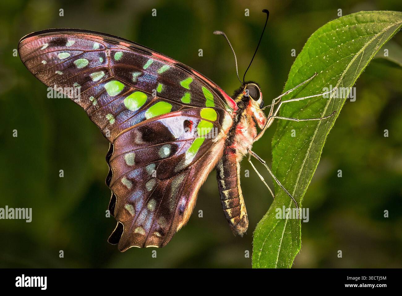 Farfalla Malachite arroccata su una foglia verde, che mostra vividi segni di smeraldo e ali iridescenti in luce tropicale. Foto Stock