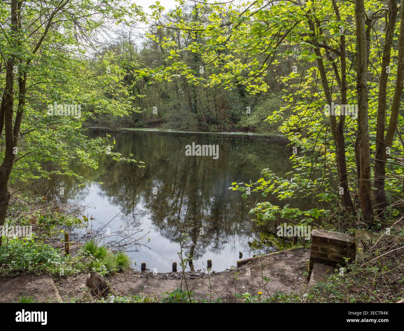 Lo stagno nella Riserva Naturale C S Lewis, vicino alla casa dell’autore The Kilns, Oxford, Regno Unito. Foto Stock