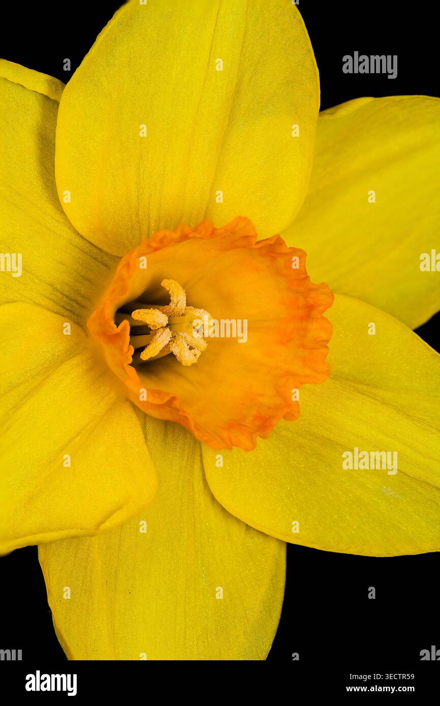 Primo piano di un narcidio giallo brillante con stami ricoperti di polline, che simboleggiano le fioriture primaverili, gli allergeni trasportati dall'aria e la stagione del raffreddore da fieno. Foto Stock