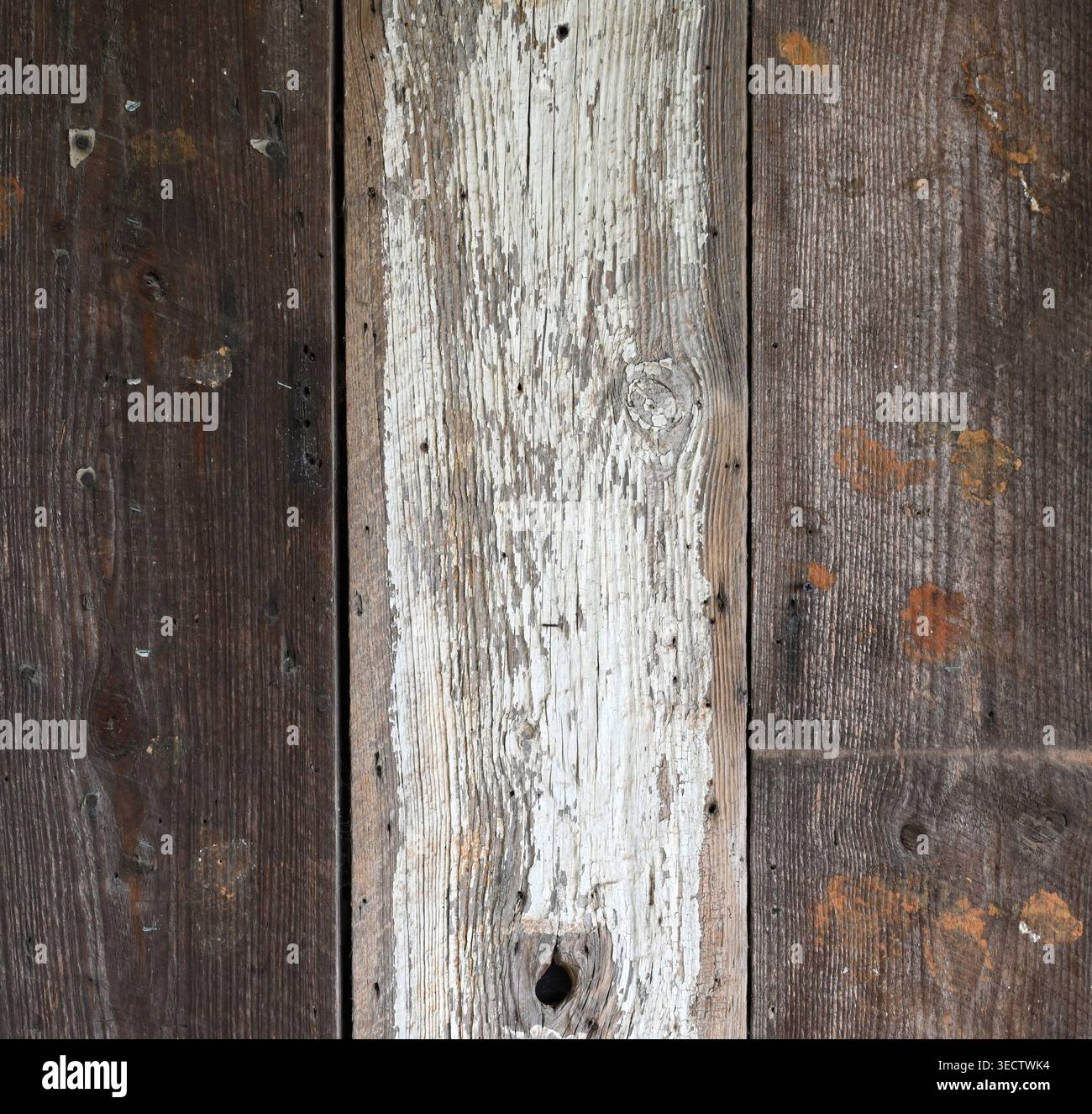 Superficie della parete in legno recuperata con venatura e nodi di legno visibili e una tavola centrale dipinta di bianco raschiata con foro per nodo Foto Stock