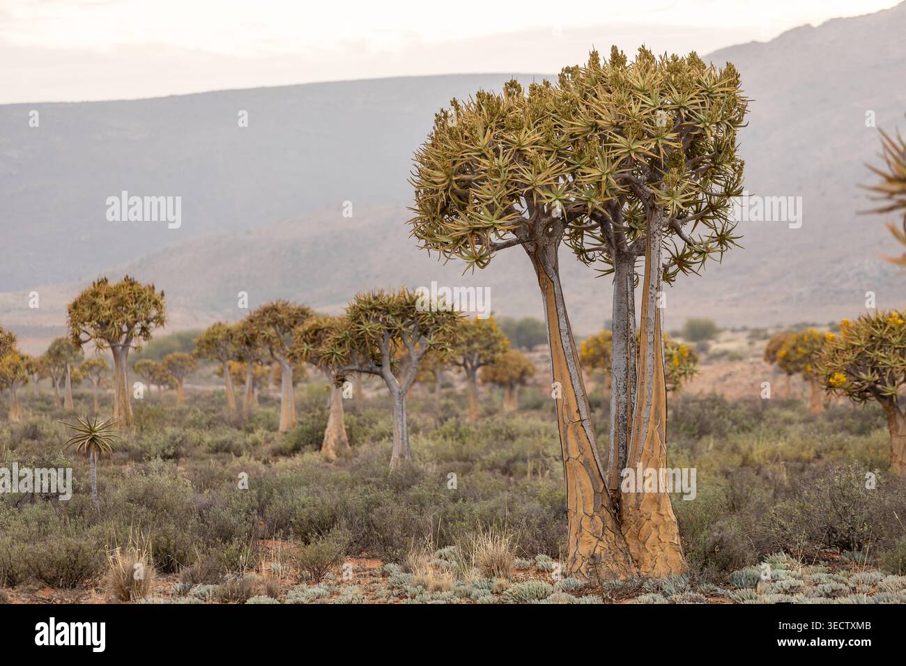 Gli alberi di farro crescono sparsi in un paesaggio desertico arido con sfondo montuoso. Foto Stock