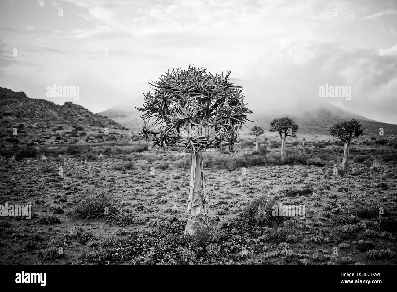 Un albero tremolante si erge prominentemente in un paesaggio desertico asciutto con colline e vegetazione sparsa sotto un cielo nuvoloso. Foto Stock