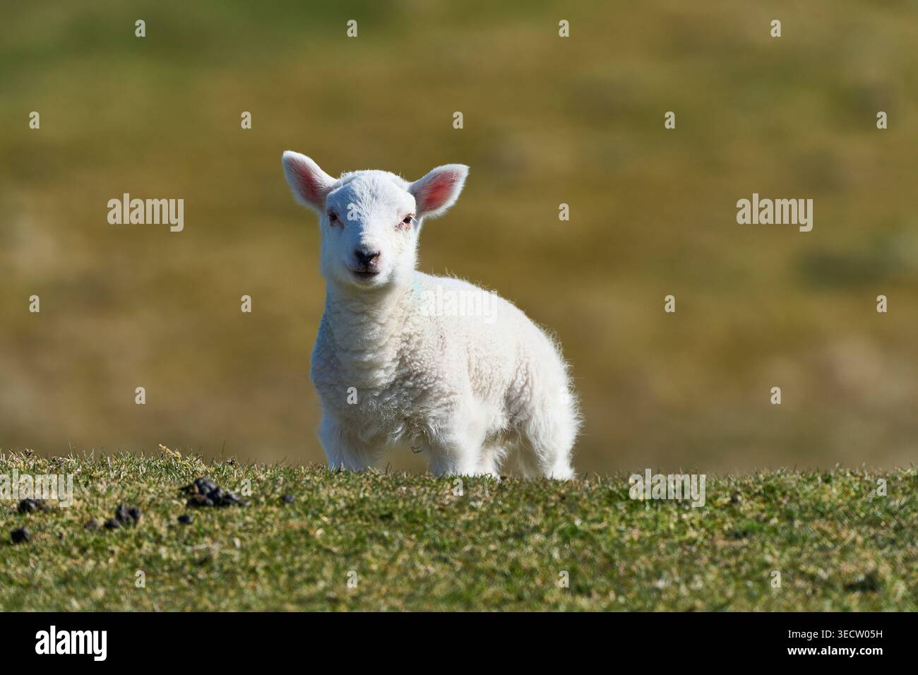 Lamb, guarda direttamente alla telecamera Foto Stock