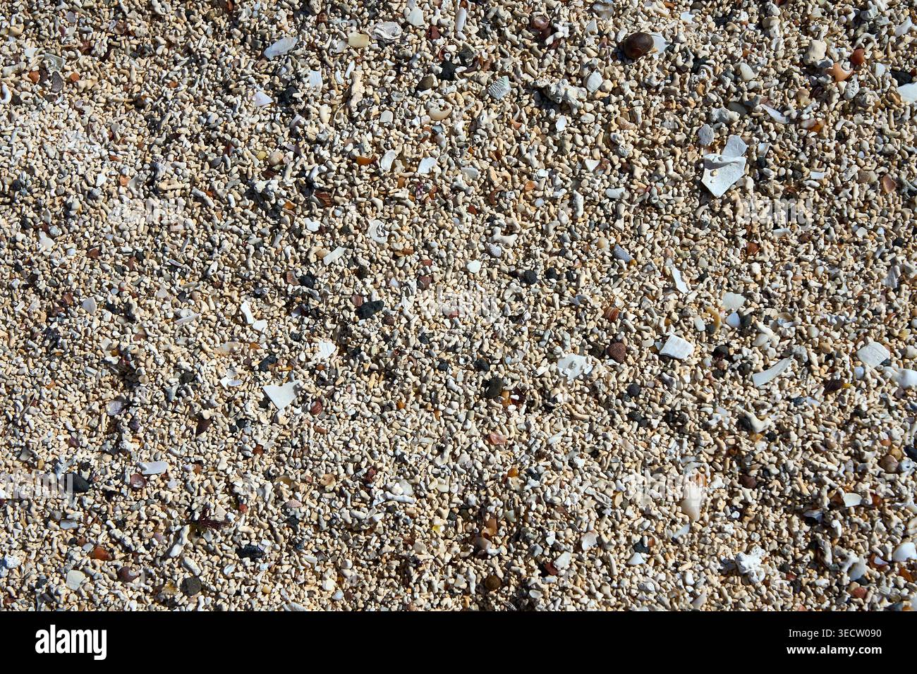 Alghe coralline rosse fossilizzate, Coral Beach, Dunvegan, Skye Foto Stock