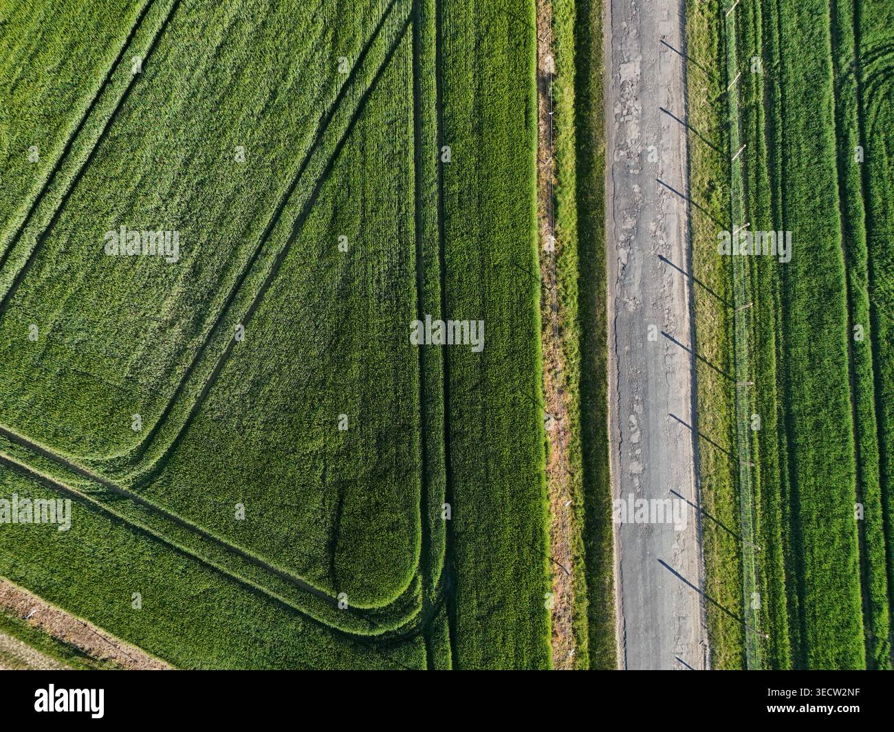 Grano verde e strada di campagna su questa foto astratta del drone nadir. Foto Stock