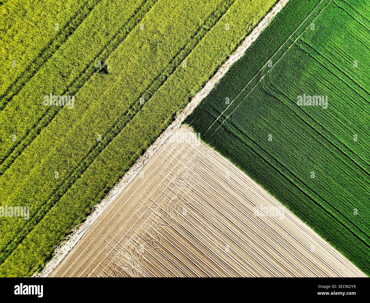 Colza, grano e terra marrone su questa foto geometrica di drone nadir. Foto Stock