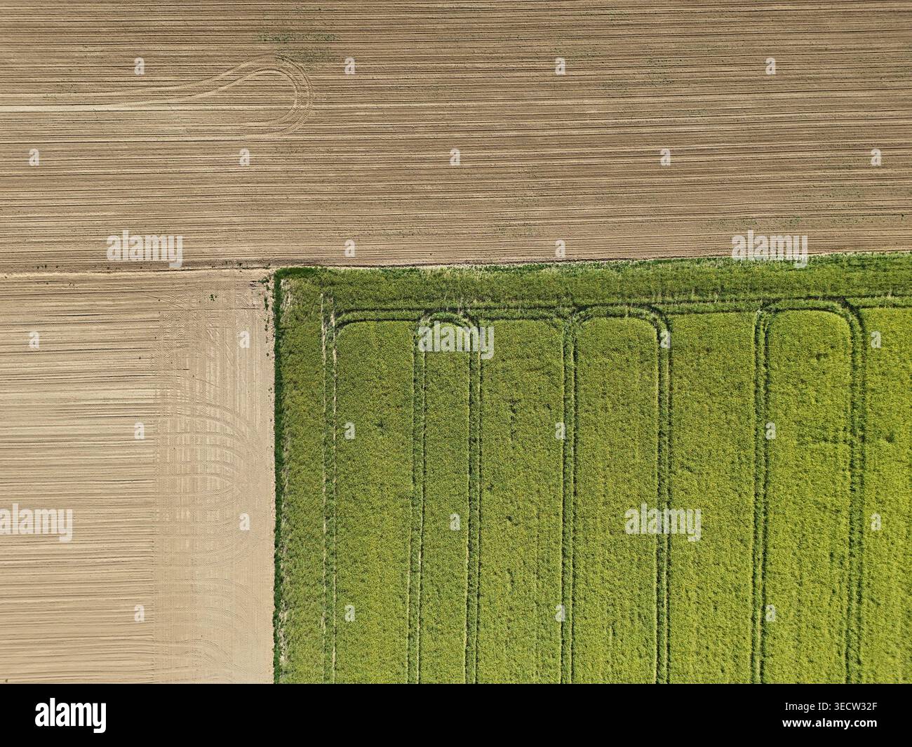 Colza, terra marrone su questa foto geometrica del drone nadir. Foto Stock