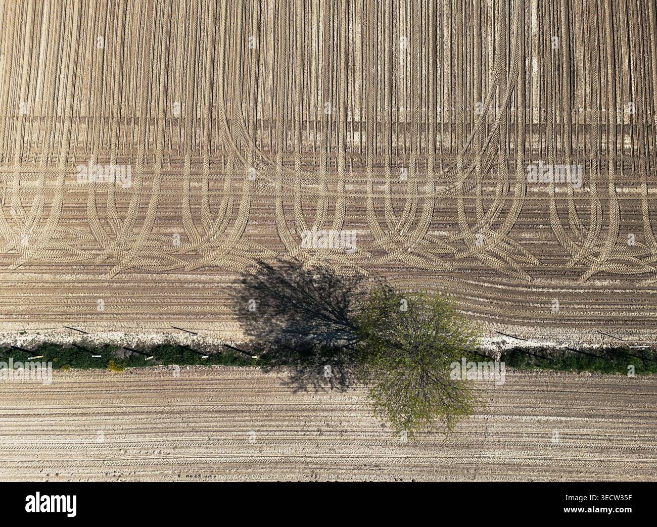 Campi marrone, linee di trattori e un albero minimo in questa foto drone nadir. Foto Stock