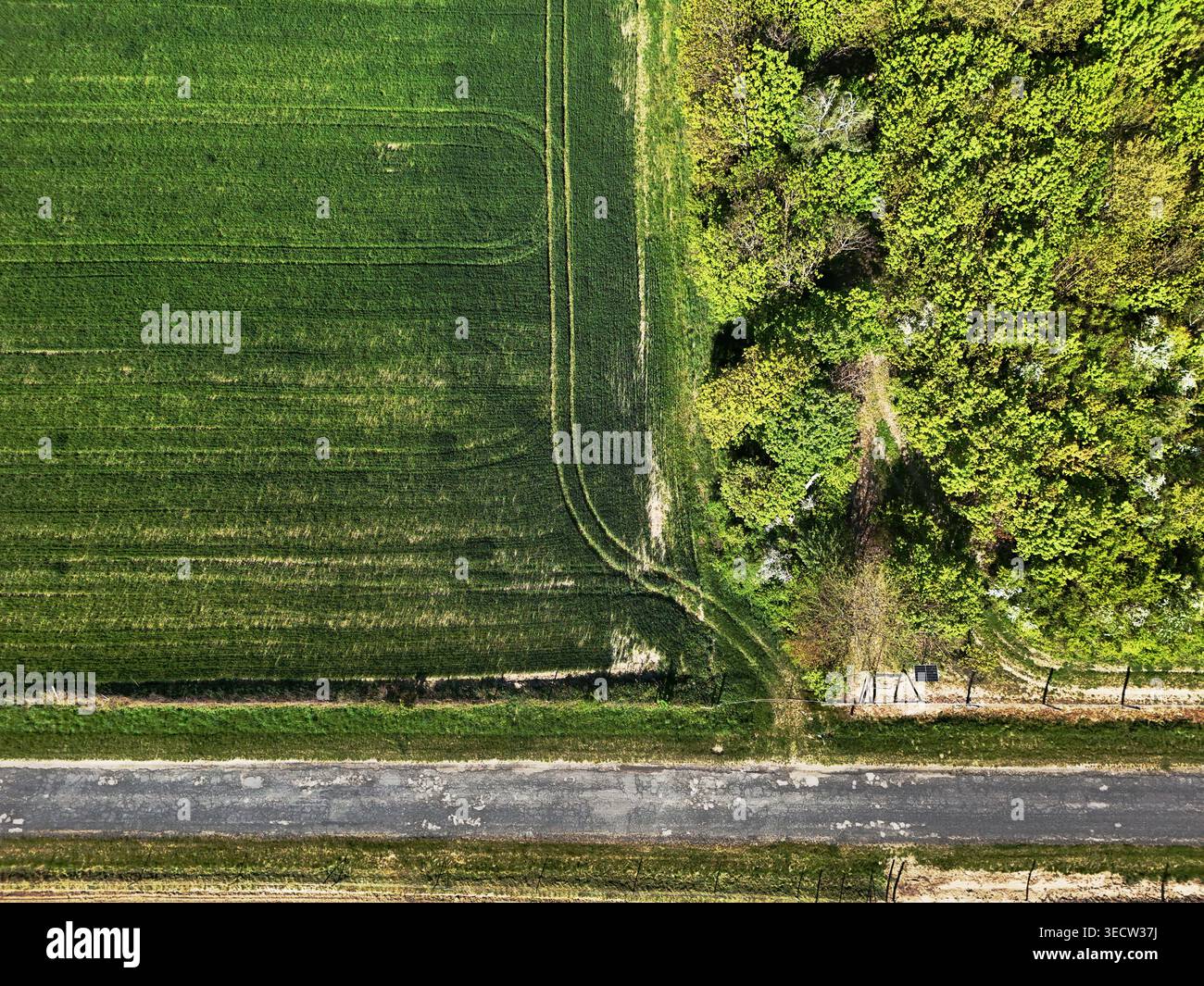 Foresta, asfalto e grano verde in questa foto nadir top down drone. Foto Stock