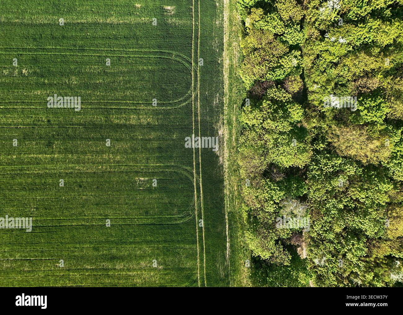 Foresta e grano verde su questa foto drone nadir. Foto Stock