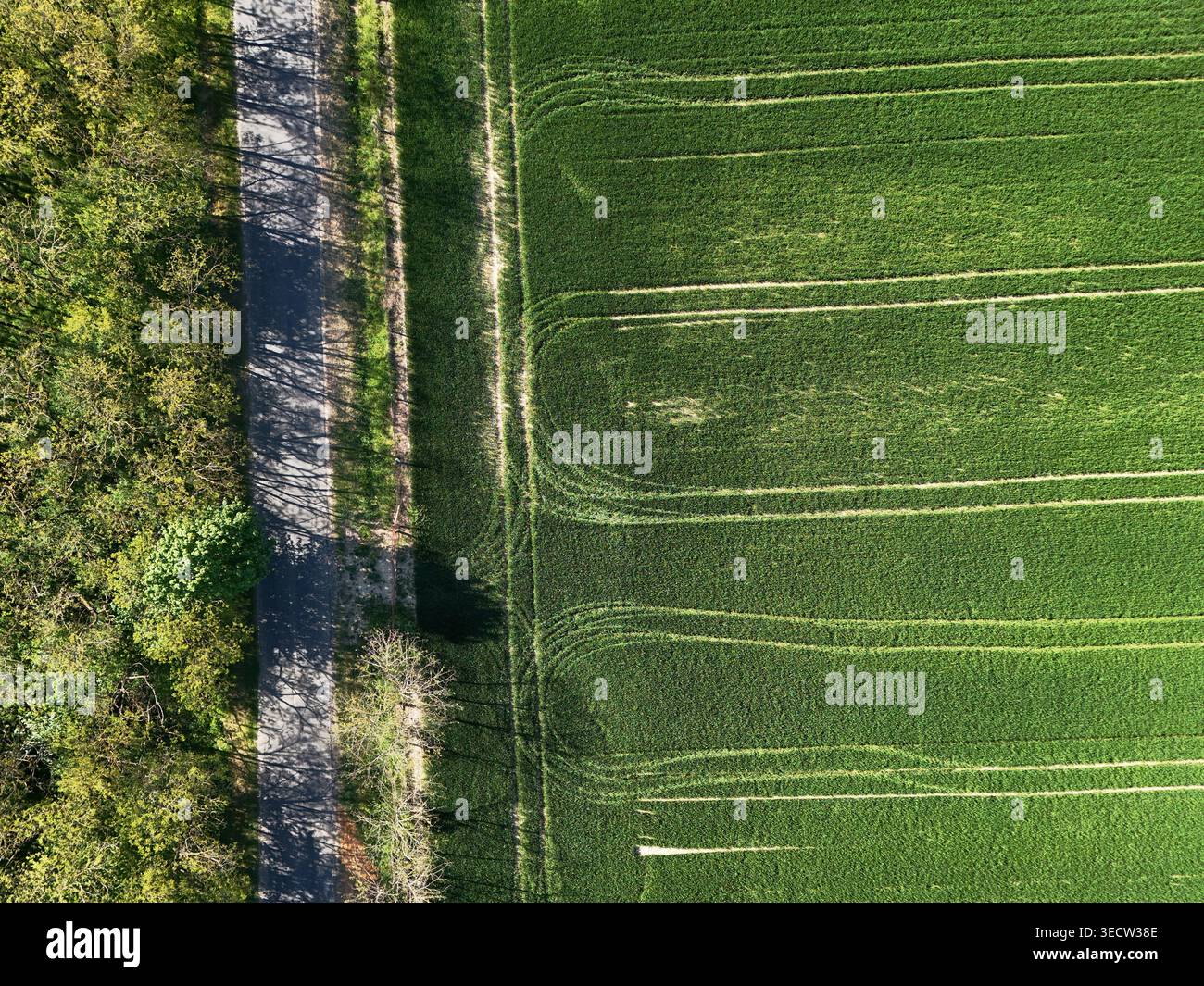 Foresta, asfalto e grano verde in questa foto nadir, dall'alto verso il basso con drone. Foto Stock