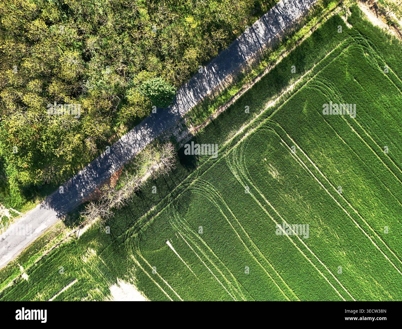 Foresta, asfalto e grano verde in questa foto nadir, dall'alto verso il basso con drone Foto Stock
