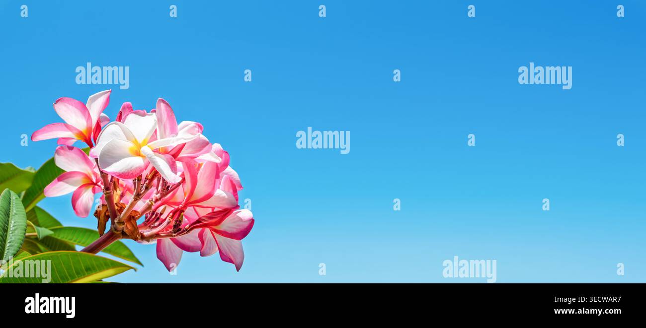 Fiori di frangipani rosa e bianco con foglie verdi contro il cielo azzurro. Sfondo tropicale con spazio di copia. Estate, piante esotiche e caldo Foto Stock