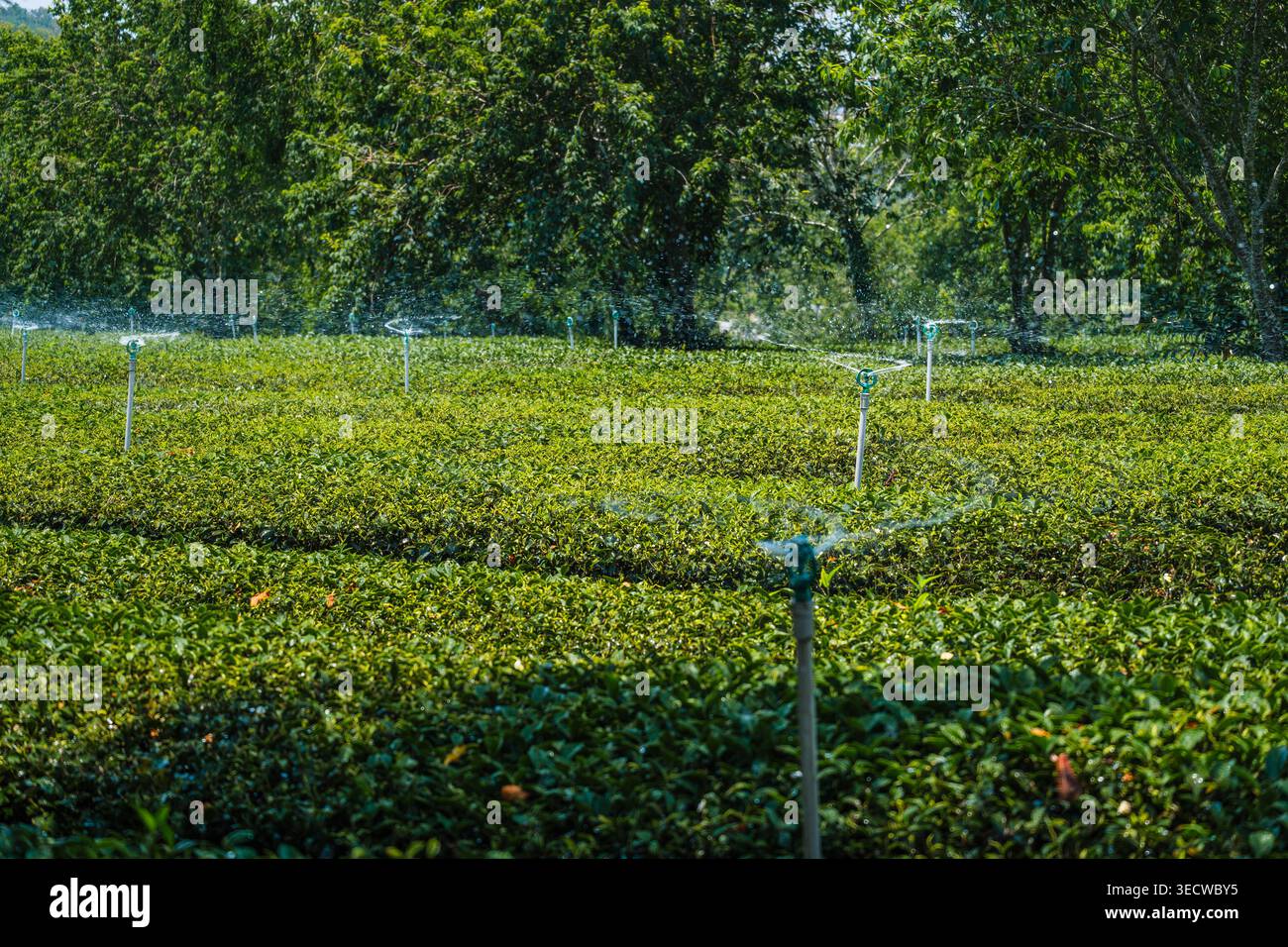Irrigatori automatici per innaffiare il campo da tè Foto Stock