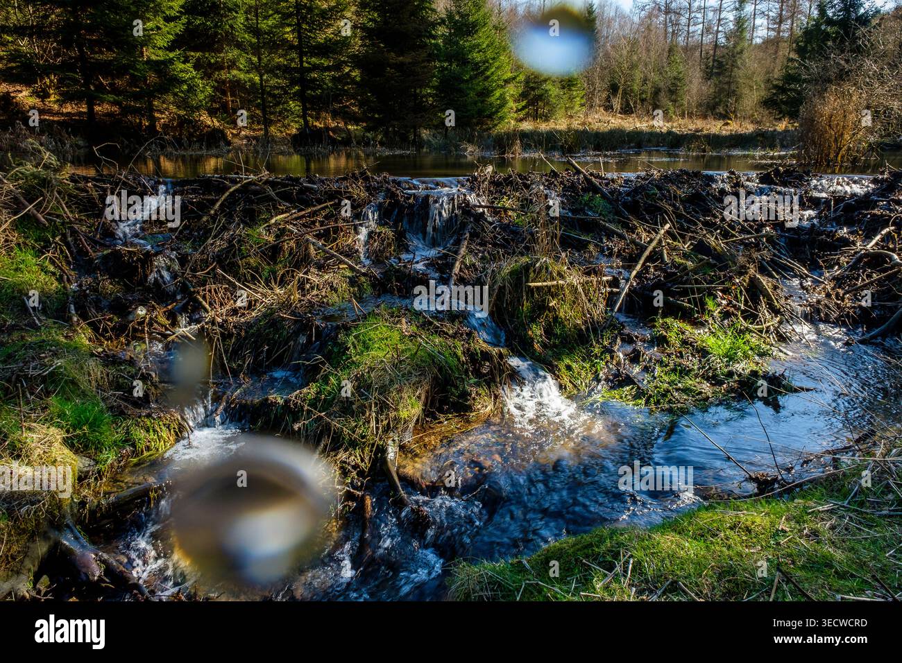 I boschi e la pineta intorno alla frazione di Aisomont offrono una vista sul villaggio di Parfondruy e sul fiume Amblève. Diga di Beaver | Les Foto Stock