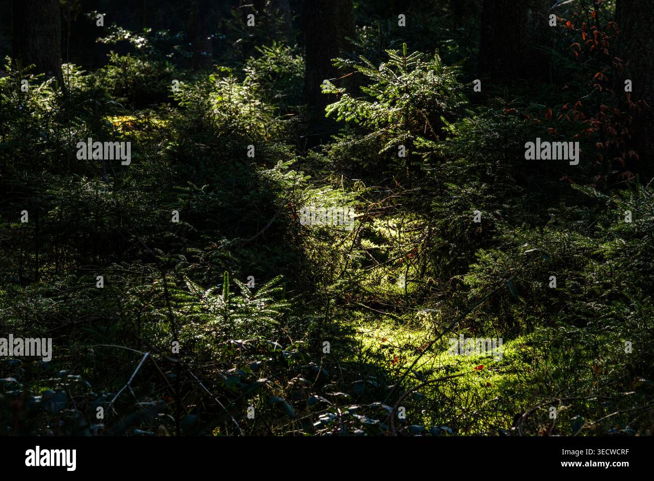 I boschi e la pineta intorno alla frazione di Aisomont offrono una vista sul villaggio di Parfondruy e sul fiume Amblève. | Les bois et les Foto Stock