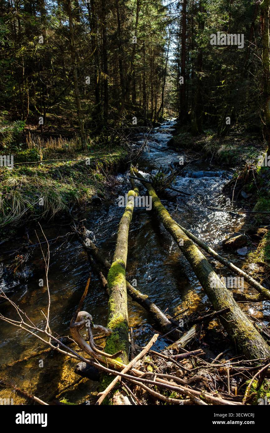 I boschi e la pineta intorno alla frazione di Aisomont offrono una vista sul villaggio di Parfondruy e sul fiume Amblève. | Les bois et les Foto Stock