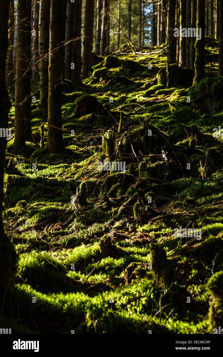 I boschi e la pineta intorno alla frazione di Aisomont offrono una vista sul villaggio di Parfondruy e sul fiume Amblève. | Les bois et les Foto Stock