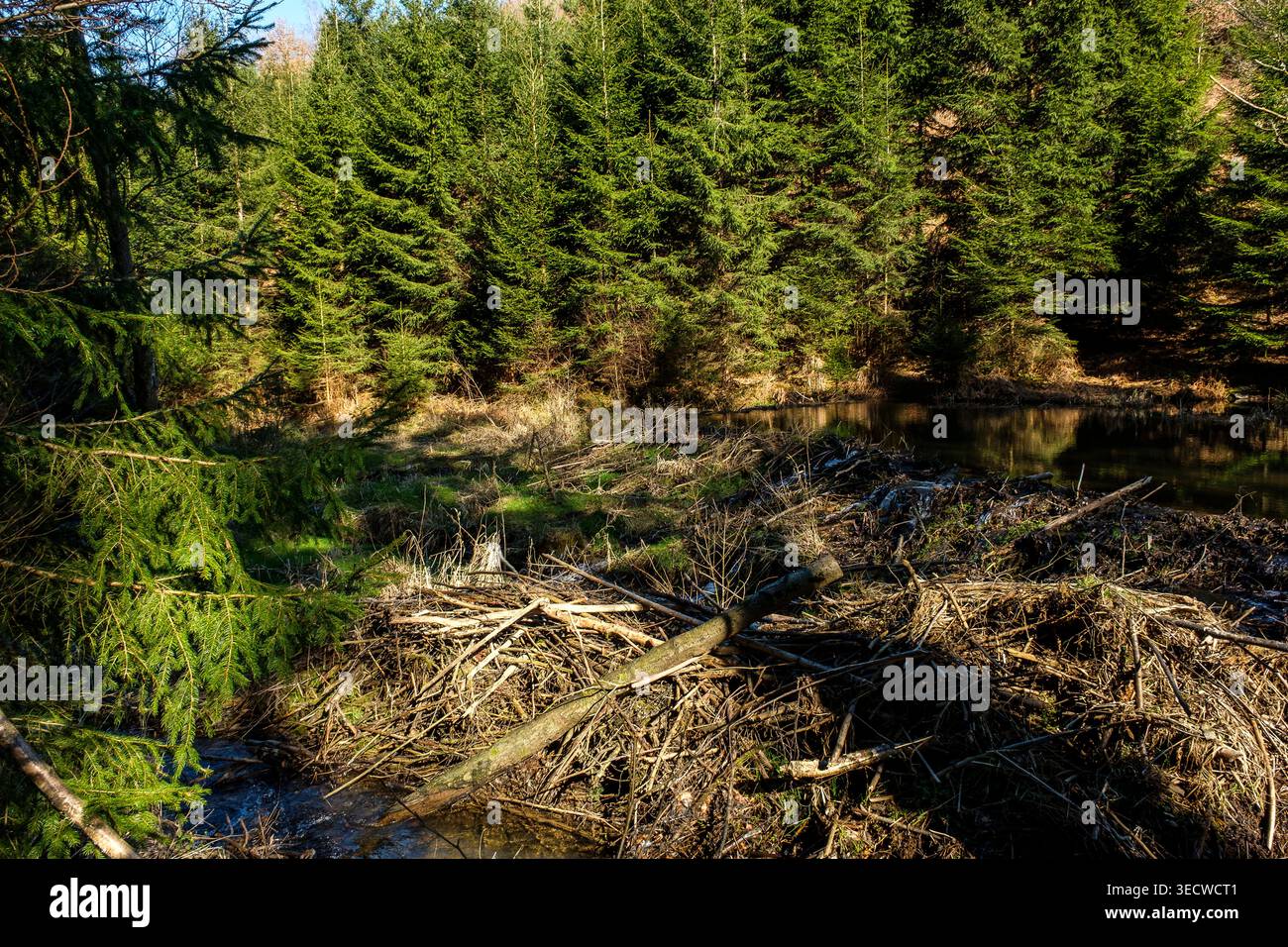 I boschi e la pineta intorno alla frazione di Aisomont offrono una vista sul villaggio di Parfondruy e sul fiume Amblève. Diga di Beaver | Les Foto Stock