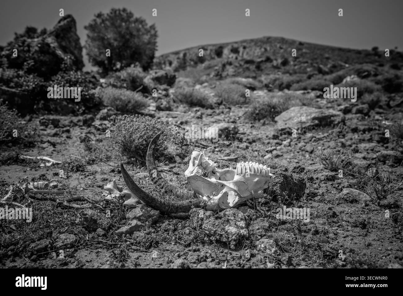 Rodi, Grecia, ambiente naturale arido con un cranio di animali dalle corna sbiancato che poggia su un terreno roccioso secco, accanto a vegetazione sparsa e stagno sparso Foto Stock
