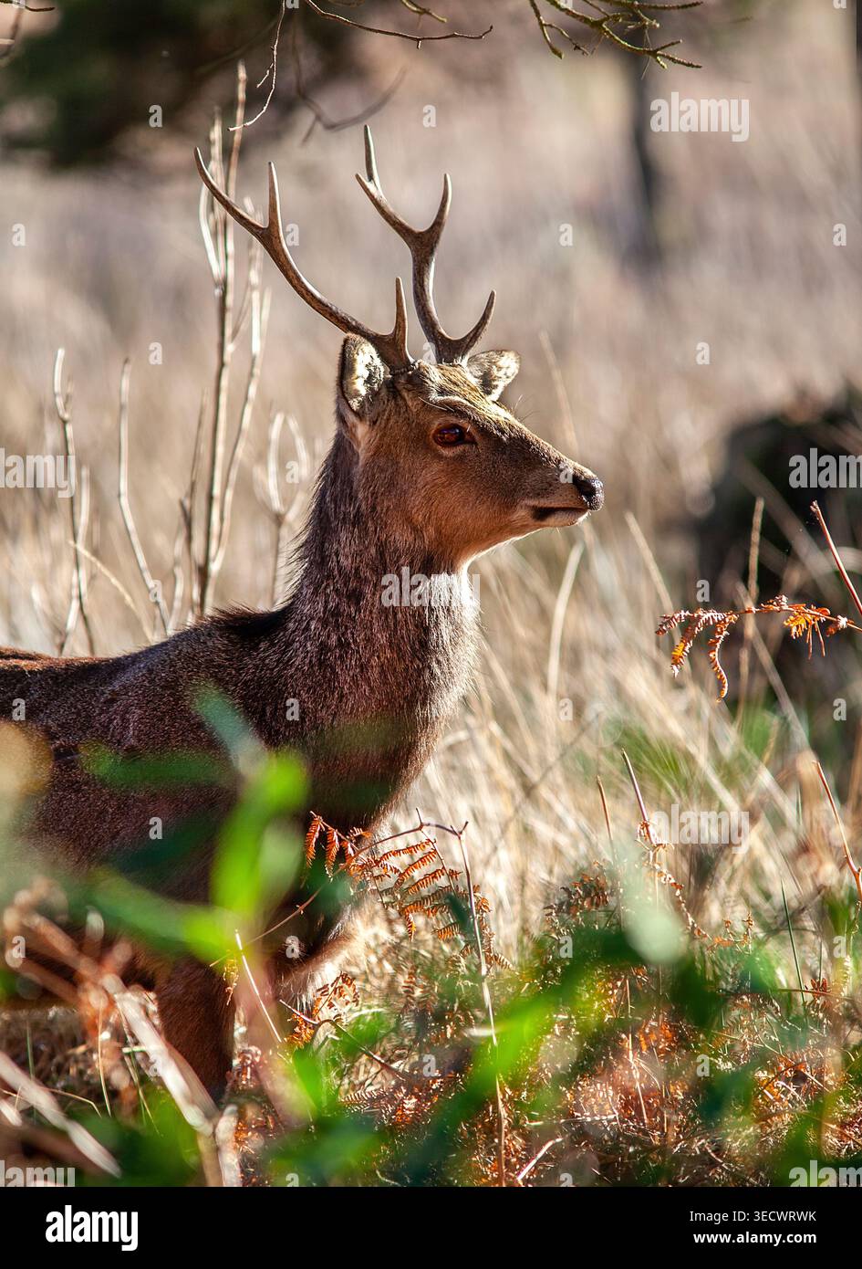 Il cervo selvatico Sika si ferma nel bosco illuminato dal sole, le orecchie si sintonizzano su ogni suono mentre si muove tranquillamente tra il salmone e le erbe invernali. Foto Stock