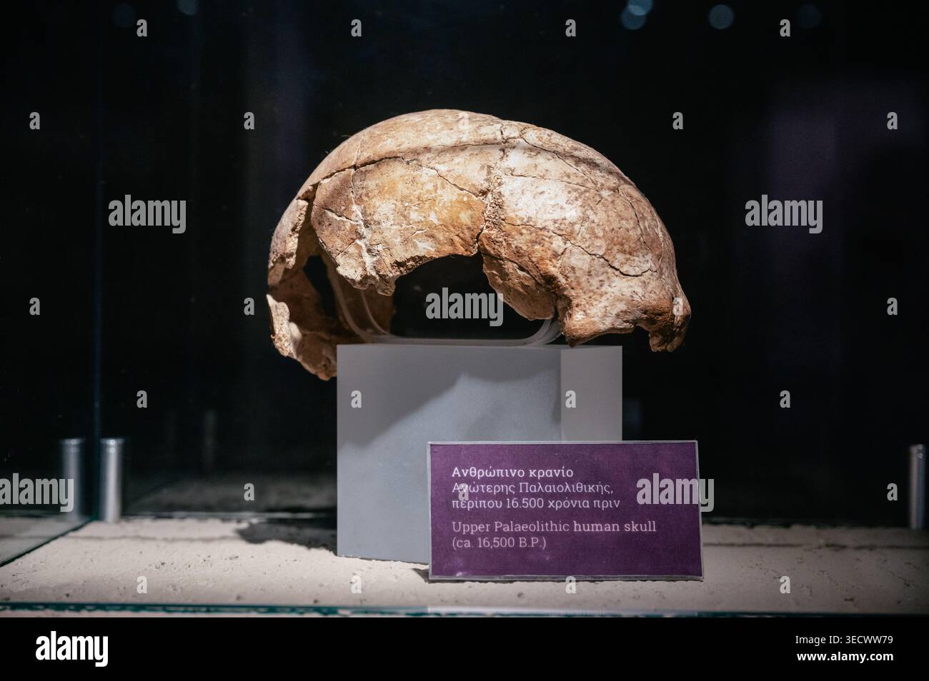 Cranio umano paleolitico superiore nel museo della grotta di Theopetra, Tessaglia, Grecia Foto Stock