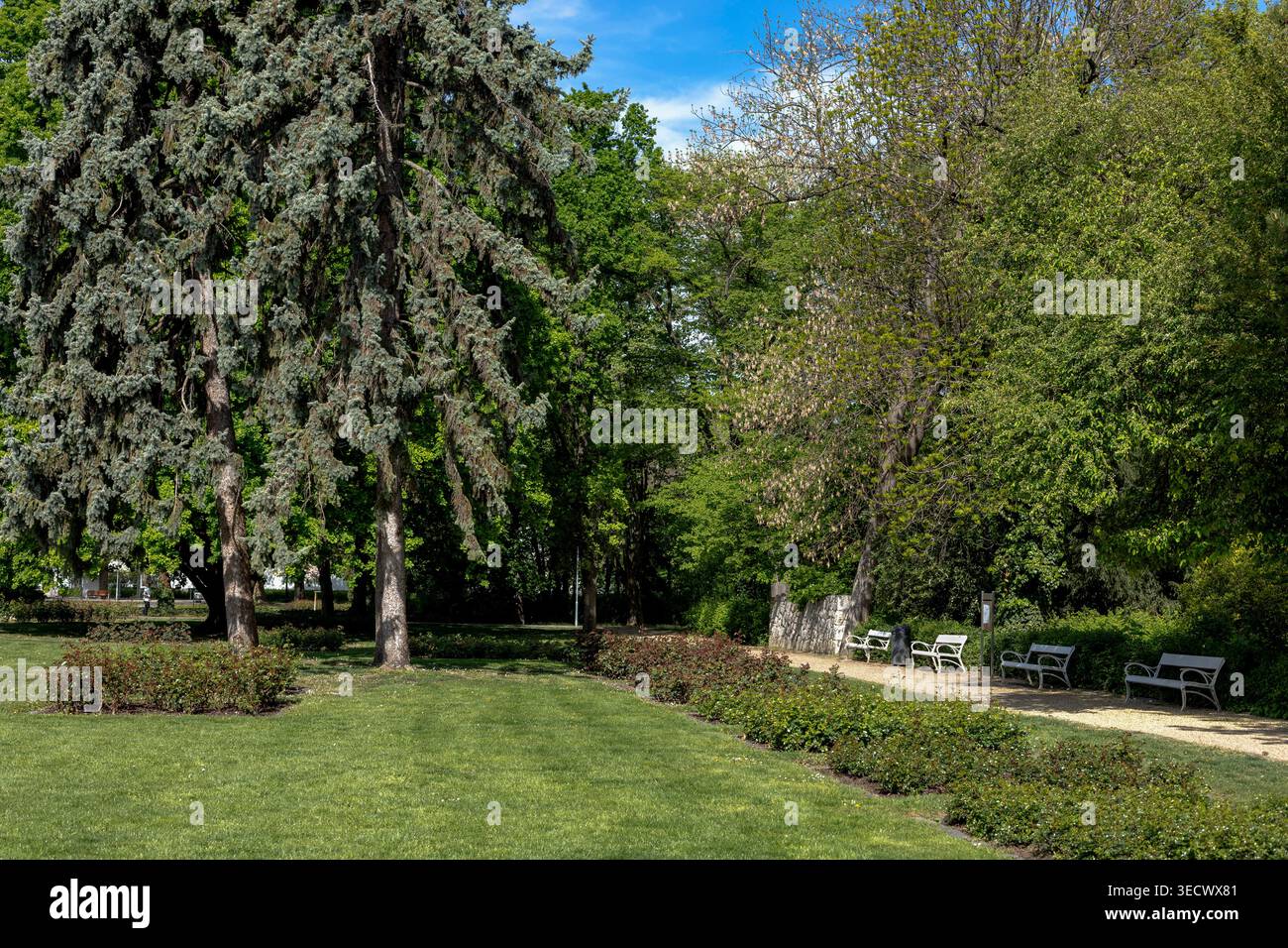 Svuota le panchine di legno lungo un sentiero in un tranquillo parco cittadino Foto Stock
