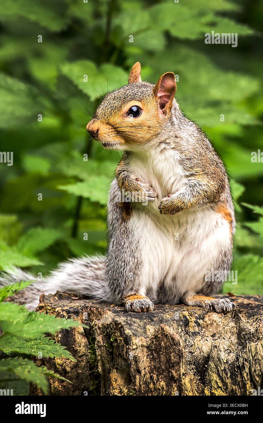 Vigile e adorabile, uno scoiattolo grigio selvaggio si ferma su un ceppo di bosco, scansionando la foresta e tenendo d'occhio il suo partner vicino. Foto Stock
