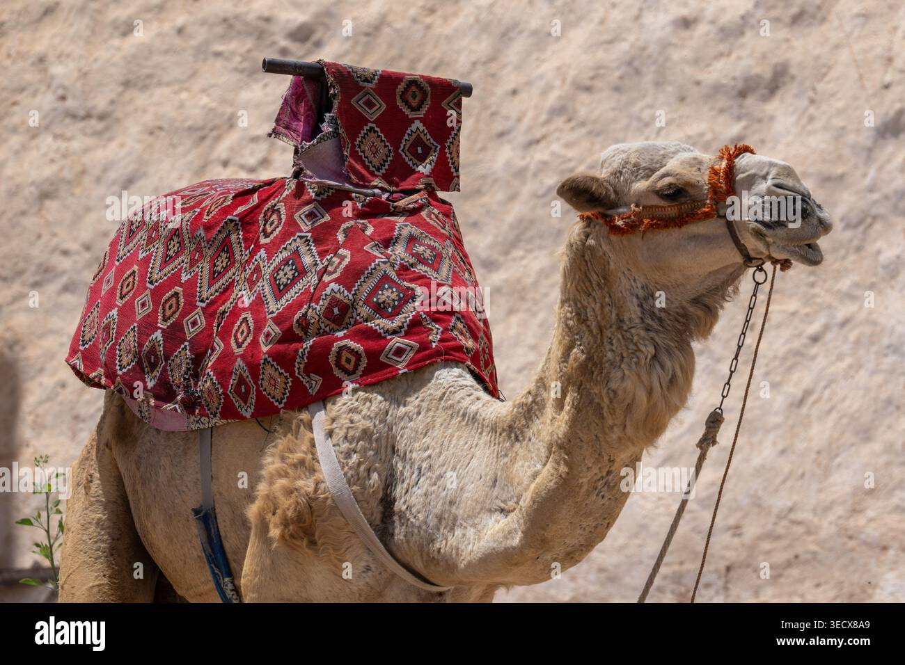 Marocco, Agadir. Forte di Santa Clara in cima alla collina. Cammello di fronte alle mura della fortezza. Foto Stock