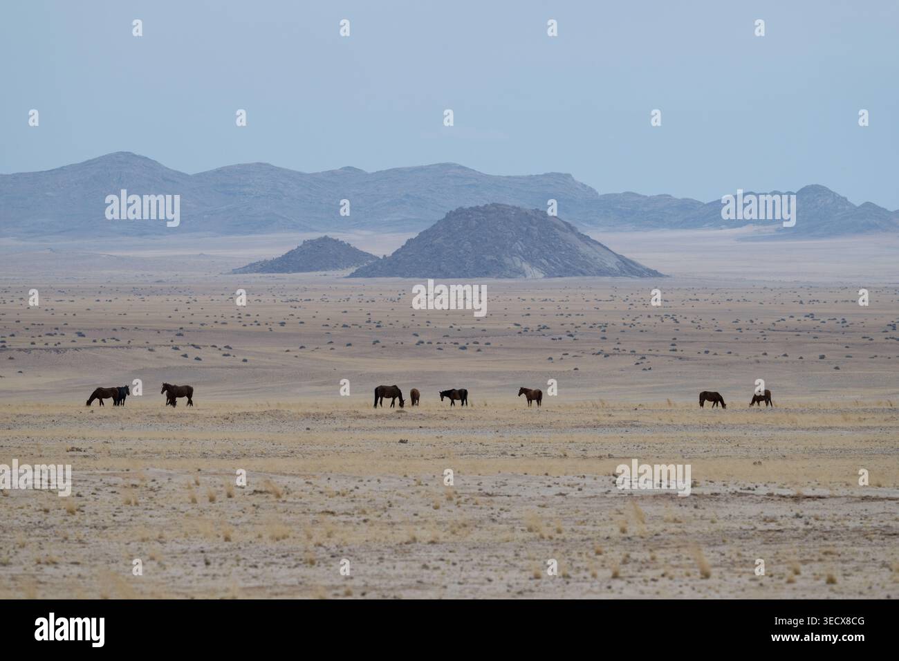 Africa, Namibia. Cavalli selvaggi del deserto del Namib. Foto Stock