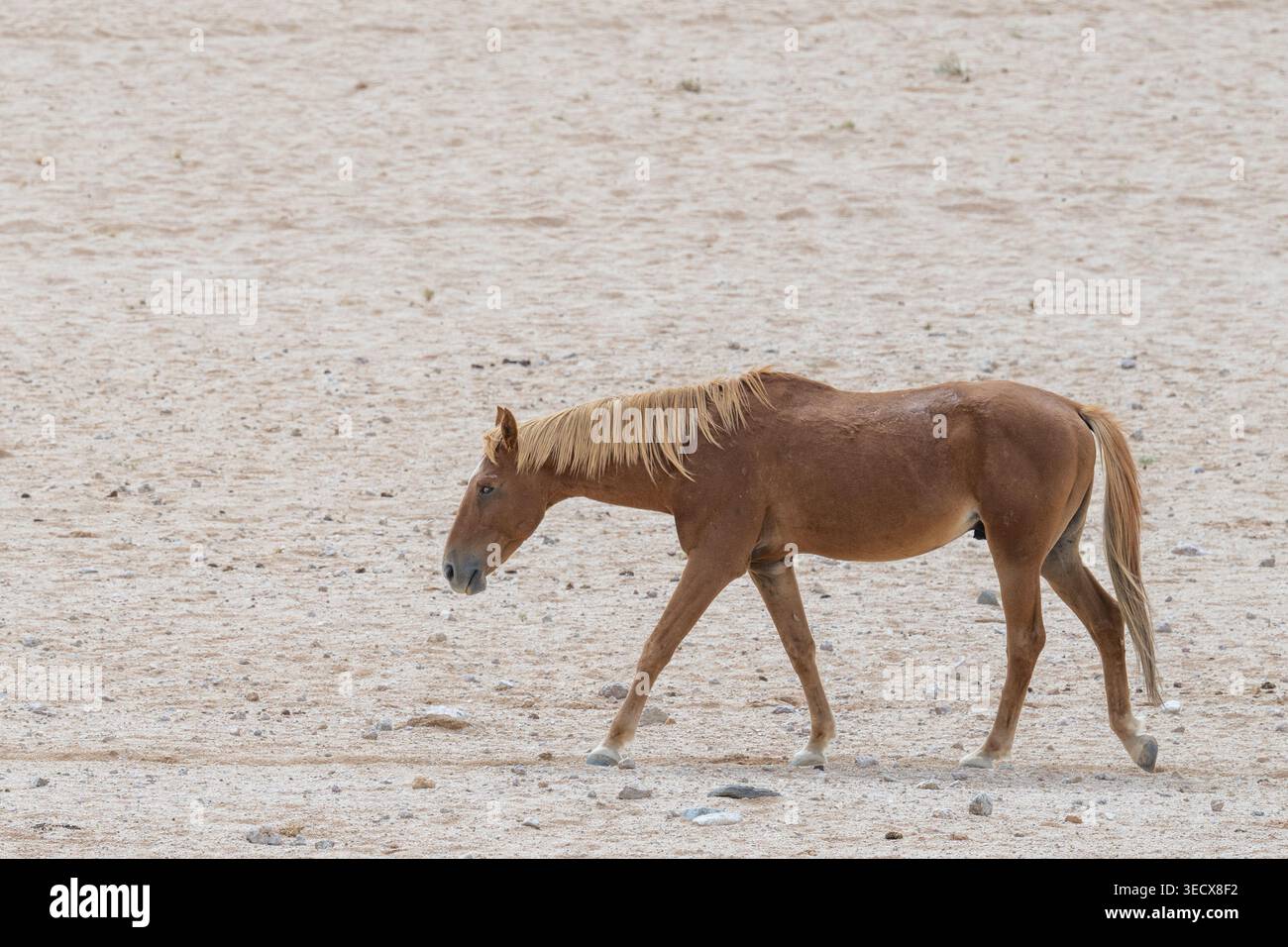 Africa, Namibia. Cavalli selvaggi del deserto del Namib. Foto Stock