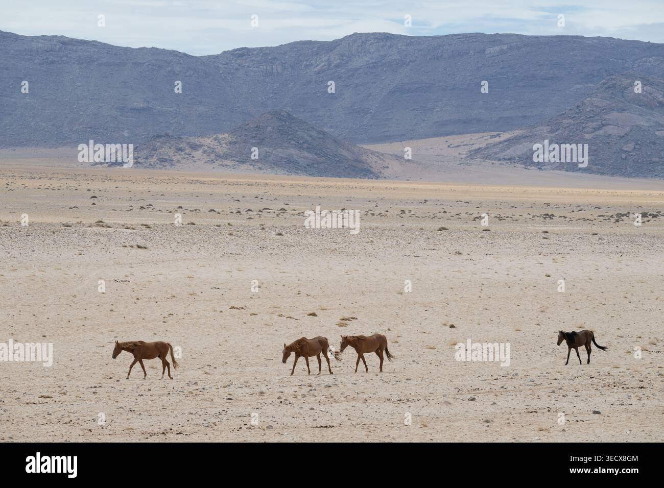 Africa, Namibia. Cavalli selvaggi del deserto del Namib. Foto Stock