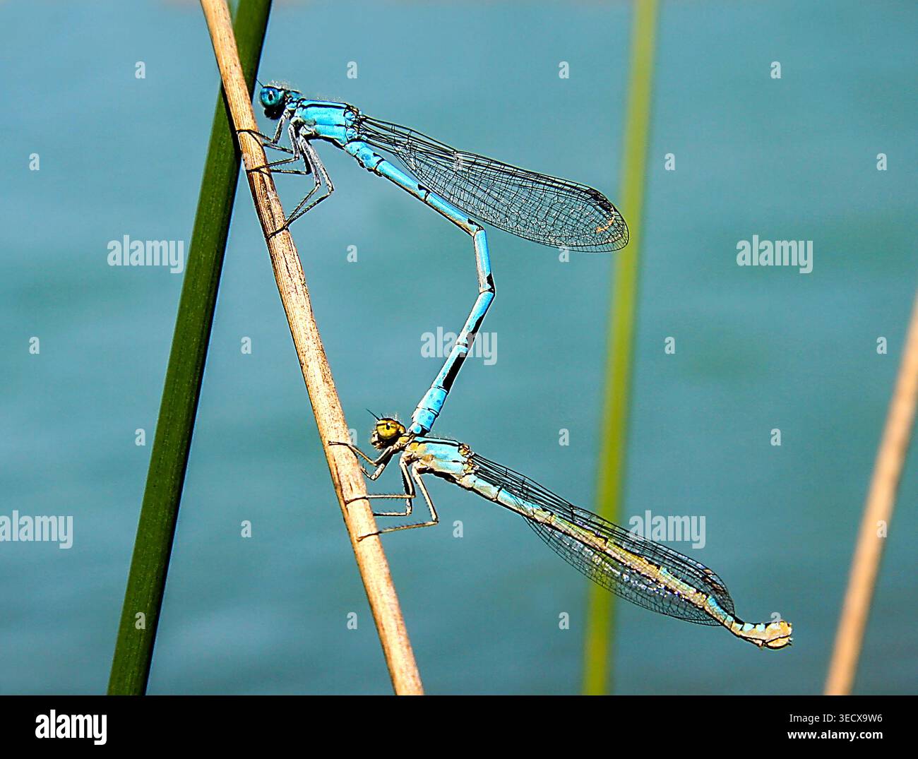 Due damigelle blu si accostano alla classica posizione della ruota, mentre sono arroccate su canne accanto all'acqua calma. Foto Stock