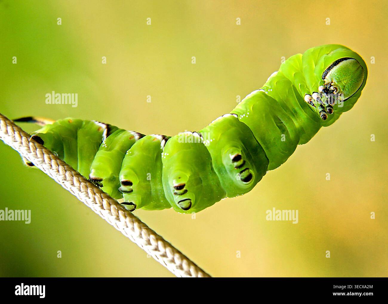 bruco falena verde brillante che si muove lungo una corda stretta, mostrando punti di vista impressionanti e segmenti lisci su un morbido sfondo dorato. Foto Stock