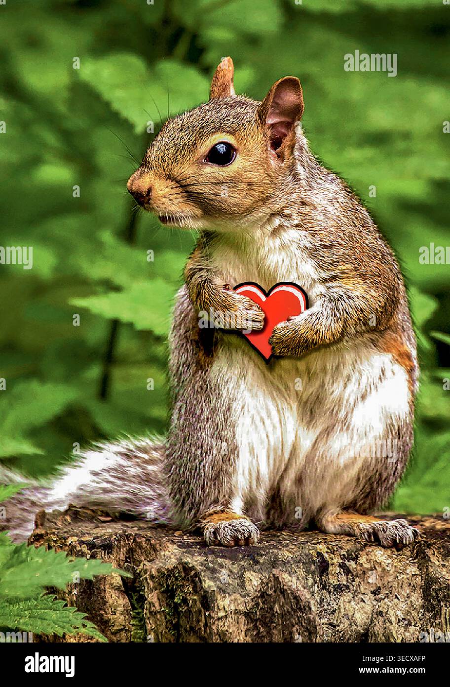 Un adorabile scoiattolo selvatico si prende cura della sua compagna per darle un grande cuore rosso il giorno di San Valentino. Foto Stock