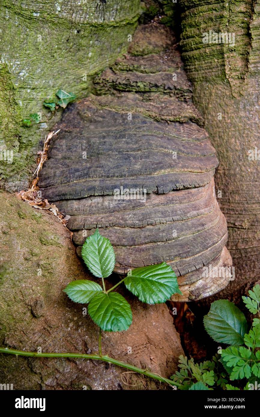 Il fungo della coda dell'elefante o della staffa che emerge da un antico tronco di albero, le sue scaffali legnose stratificate modellate da anni di lento decadimento. Foto Stock