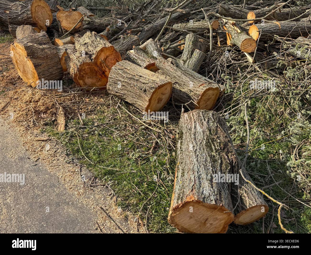 Tronchi e rami di alberi tagliati giacciono sul terreno vicino a un sentiero con texture del legno visibile e tagli freschi. Materiale ligneo, manutenzione del paesaggio, lavoro ambientale Foto Stock